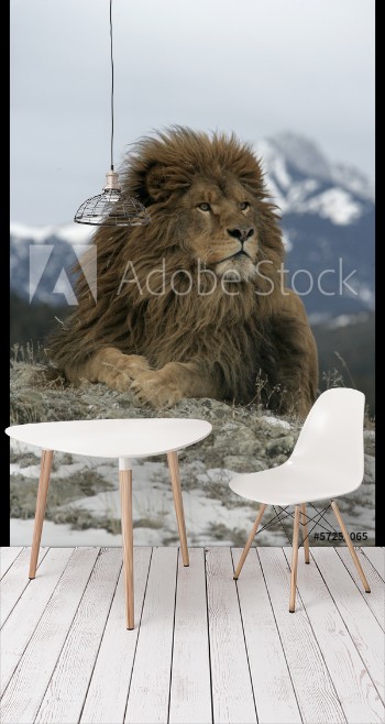 Picture of Barbary lion Panthera leo leo